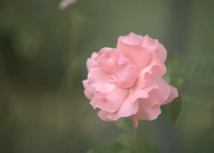 아파트 Gabbiano Podere Casanova *