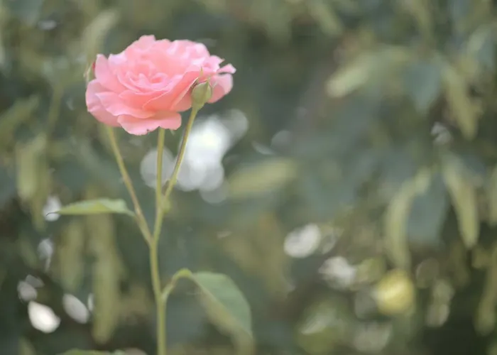 Gabbiano Podere Casanova * 피스토이아